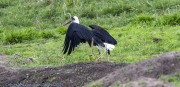 Stork