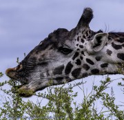 1_giraffe-1-2