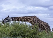 1_giraffe-1