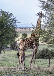 1_giraffes-1-2