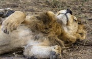 1_lion-1-2