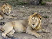 1_lion-1-3