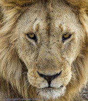 1_lion-1-4