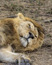 1_lion-1