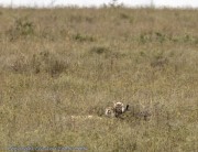 2nd-serengei-cheetah-cub-1