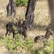 Antelope-1