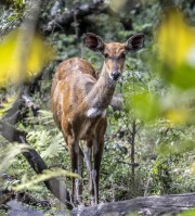 Antelope-Arusha-NP-1