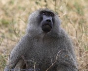 Baboon-1-2