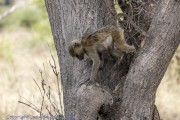 Baboon-1-3