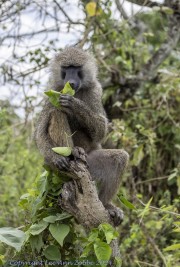 Baboon-1-5