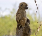 Baboon-1