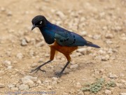 Birds-1