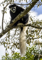 Black-and-White-Monkey-1-2