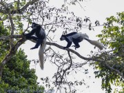 Black-and-White-Monkey-1-3
