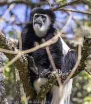 Black-and-White-Monkey-1-4