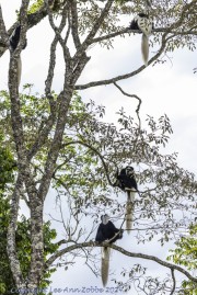 Black-and-White-Monkey-1-5