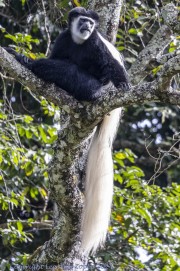 Black-and-White-Monkey-1-6