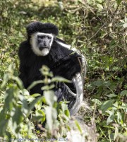 Black-and-White-Monkey-1
