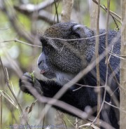 Blue-Monkey-1-2