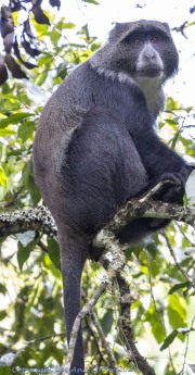 Blue-Monkey-1-3