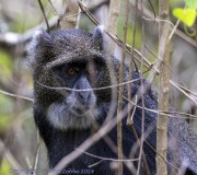 Blue-Monkey-1