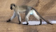 Blue-ball-monkey-1