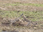 Cheetah-1-2