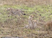 Cheetah-1-3