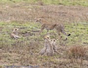 Cheetah-1-4