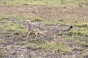 Cheetah-1-5