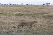 Cheetah-1-6