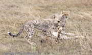 Cheetah-1-7