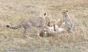 Cheetah-1-8