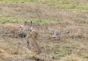 Cheetah-1