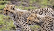 Cheetah-Serengeti-1-2