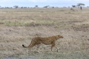 Cheetah-Serengeti-1-3