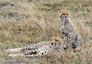 Cheetah-Serengeti-1-4