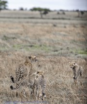 Cheetah-Serengeti-1-5