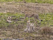 Cheetah-Serengeti-1