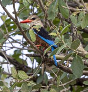 Chestnut-bellied-kingfisher-1-3