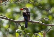 Chestnut-bellied-kingfisher-1