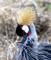 Crested-Crane-1