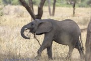 Elephant-1
