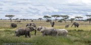 Elephant-Serengeti-1-2