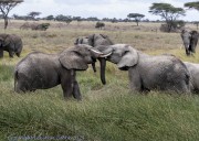 Elephant-Serengeti-1-3