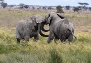 Elephant-Serengeti-1-4