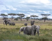 Elephant-Serengeti-1