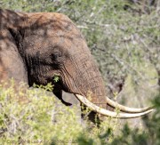 Elephant-butt-scratch-1-2