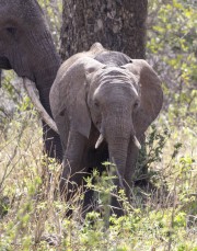Elephant-butt-scratch-1