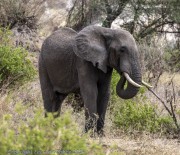 Elephants-1